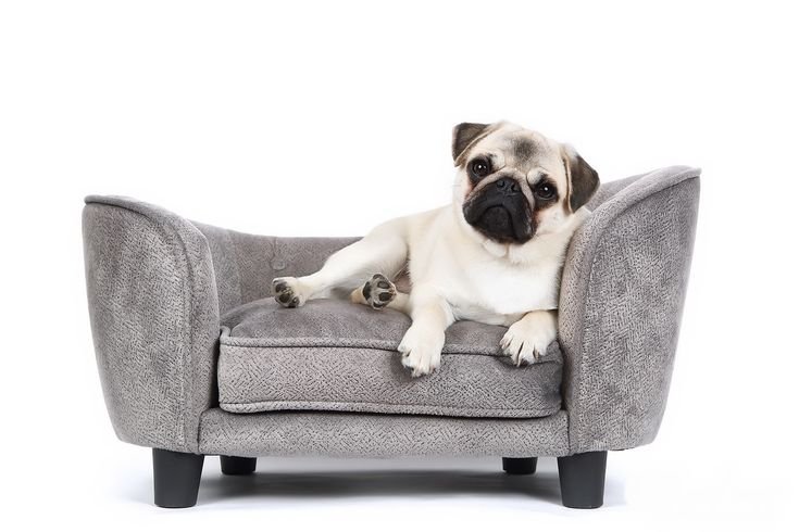 Щенок на диване