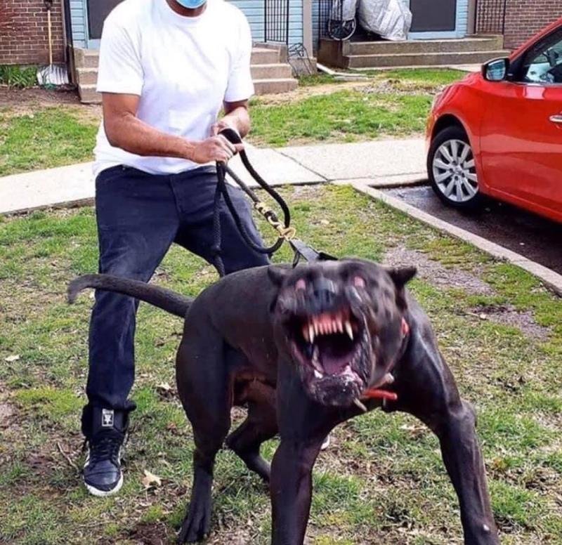 Большая сильная собака