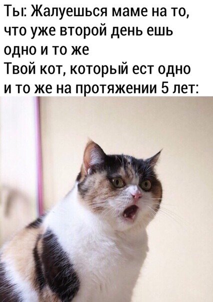 Мой кот который ест одну и ту же еду