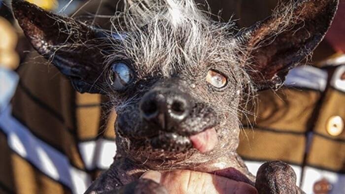 Чупакабра козий вампир