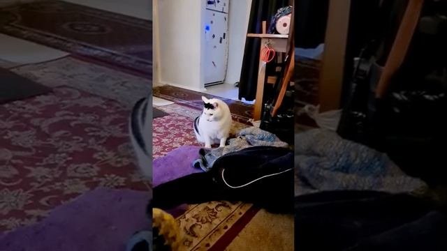 Кот Бендер мяукает