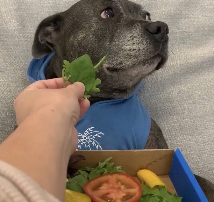 Собака вегетарианец