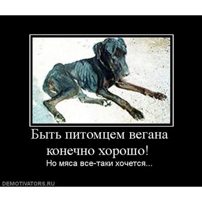 Собака вегетарианец прикол
