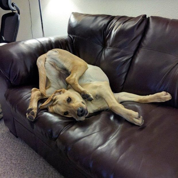 Смешные собаки