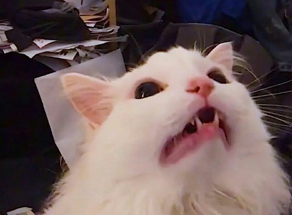 Белый кот кричит