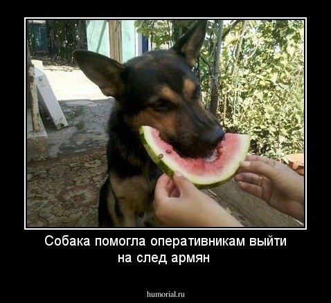 Собака вегетарианца Мем