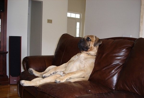 Смешная собака на диване