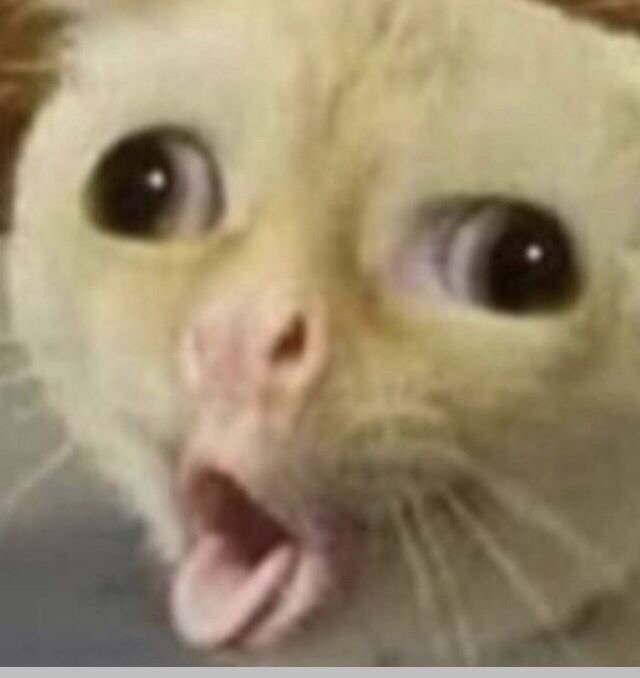 Кот высовывает язык