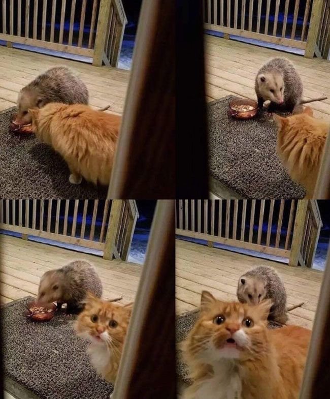 Наглые животные