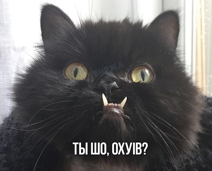 Локтар Огар кот