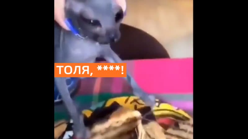 Толя кот