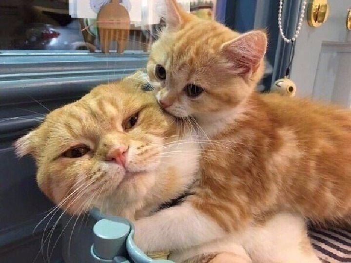 Тьмок котики