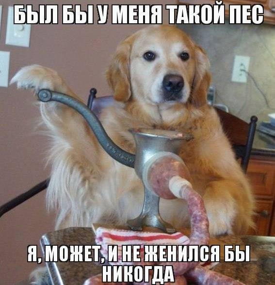 Смешные собаки мемы