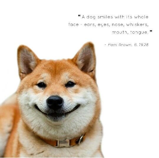 Это фиаско братан собака