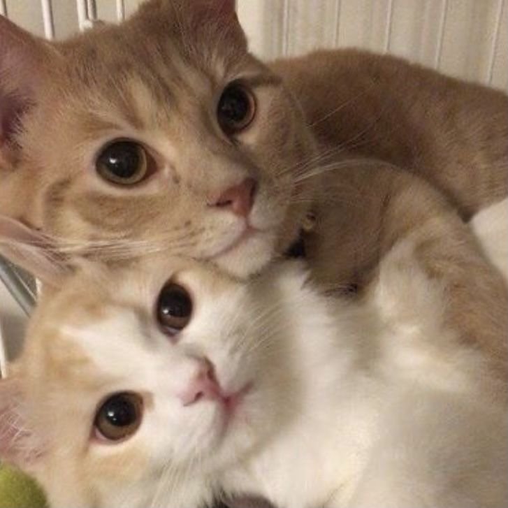 Котенок пикча