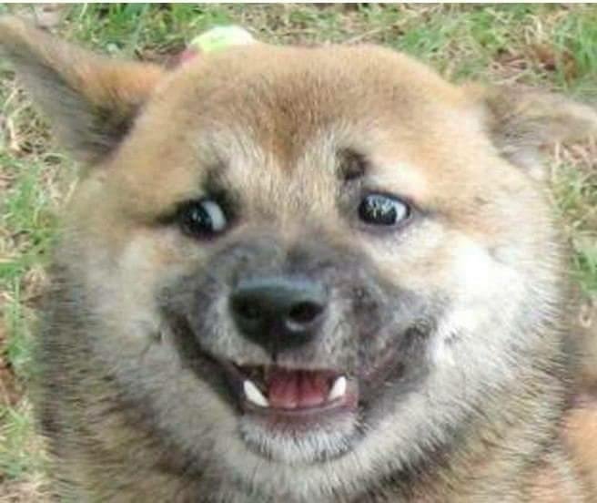 Улыбающаяся собака с мема