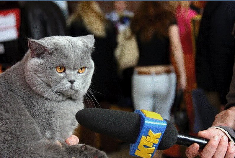 Коты журналисты