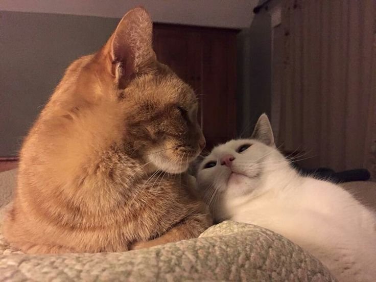 Мемы с котами