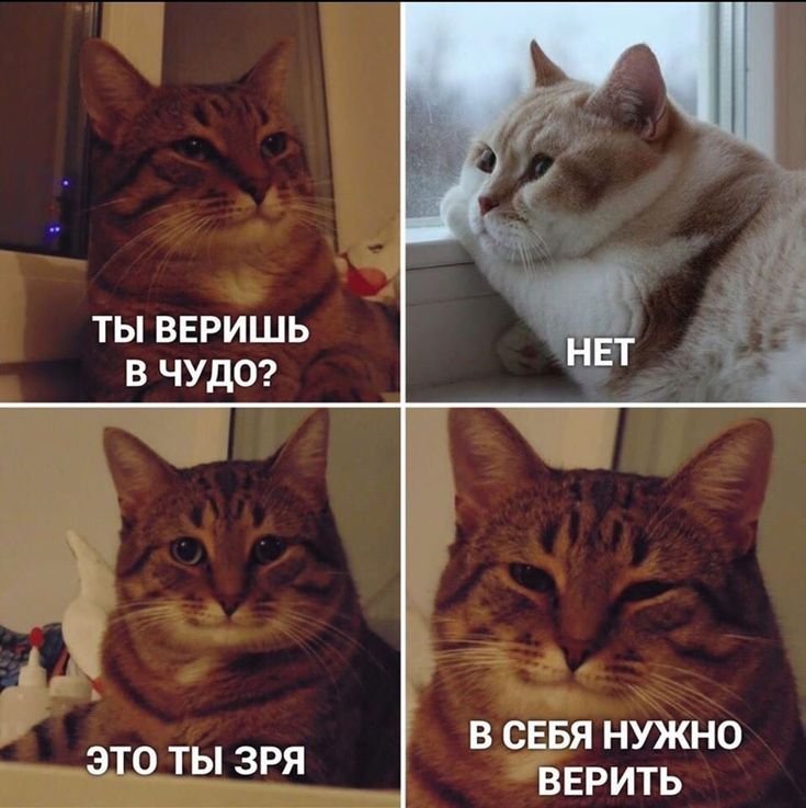 Добрые мемы с котами