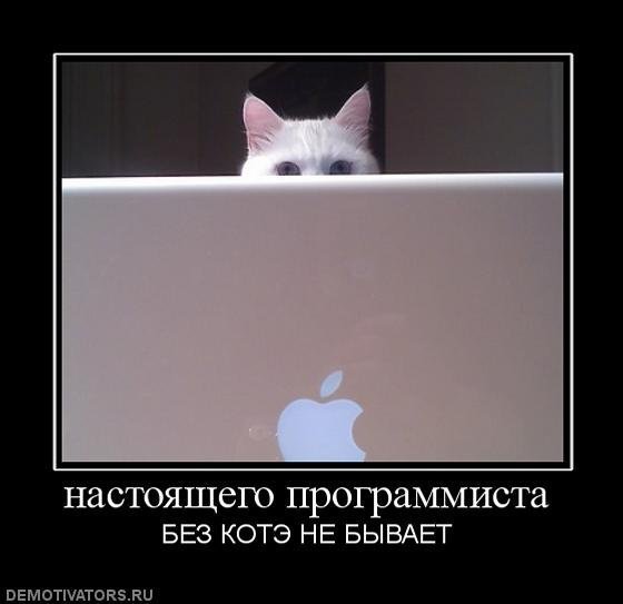 Кот программист
