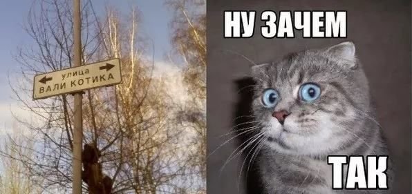 Зачем картинка кот