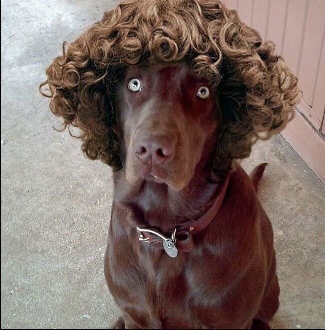 Ирландский кокер спаниель