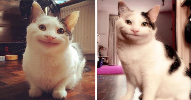 Мемы с улыбающимся котом