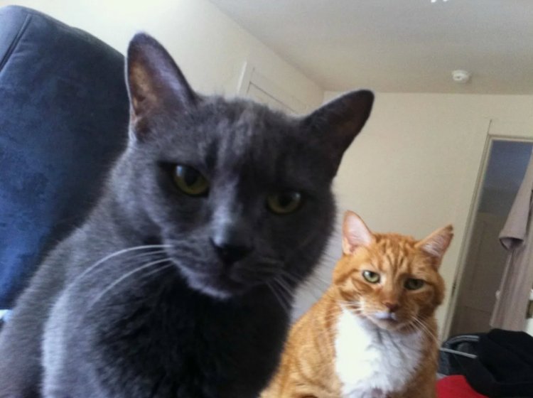 Кот рассказывай