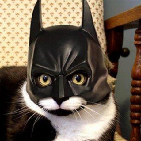 Костюм Бэтмена для животных