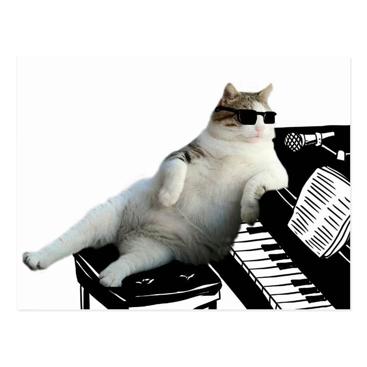 Кот на пианино