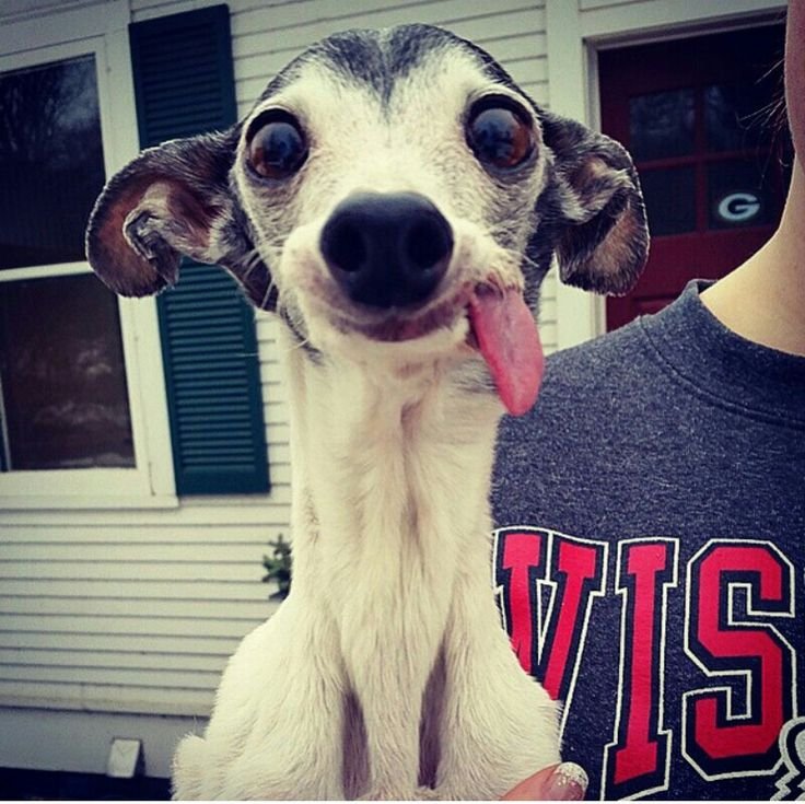 Левретка собака беззубая