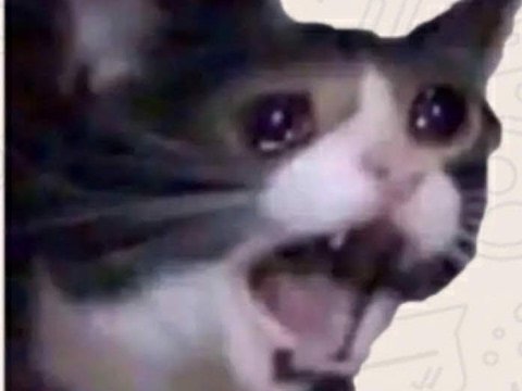 Плачущий кот кричит