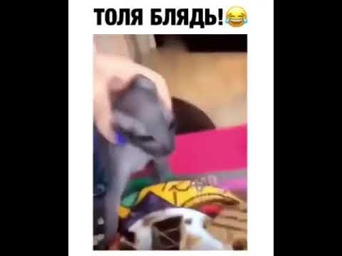 Кот Толик ворует