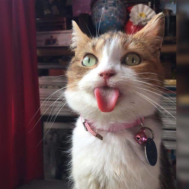 Котик показывает язык