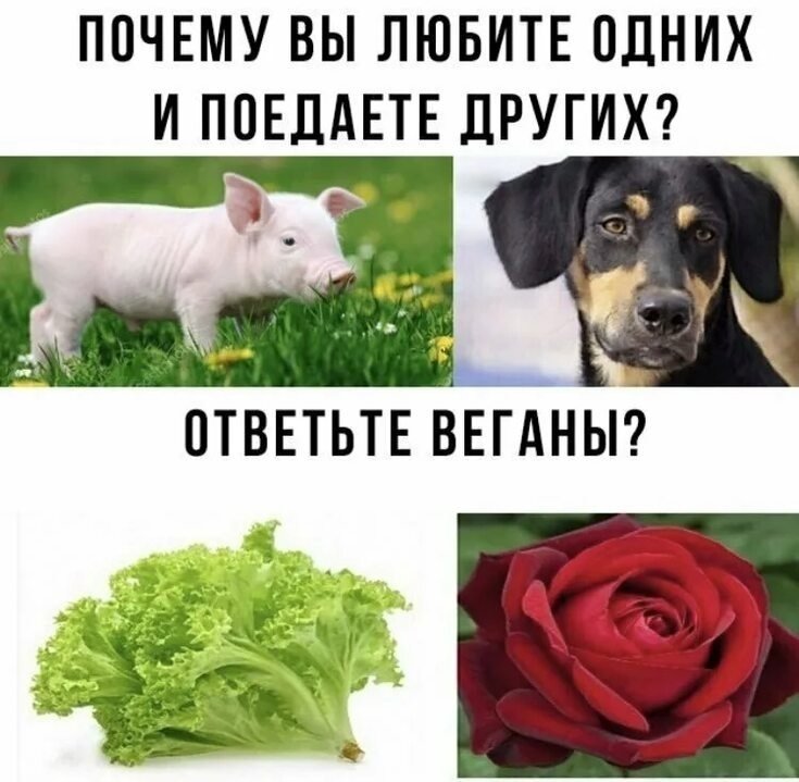 Вегетарианец юмор