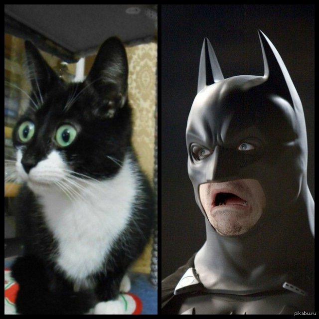 Кот в маске Бэтмена