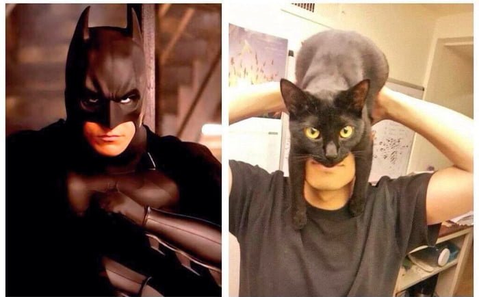 Кот в костюме Бэтмена