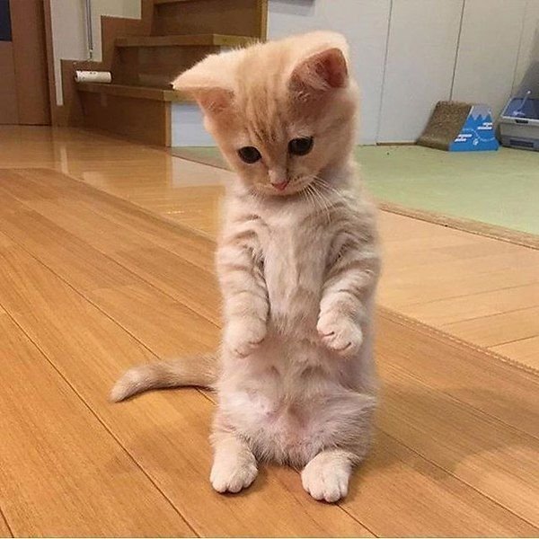 Манчкин котята