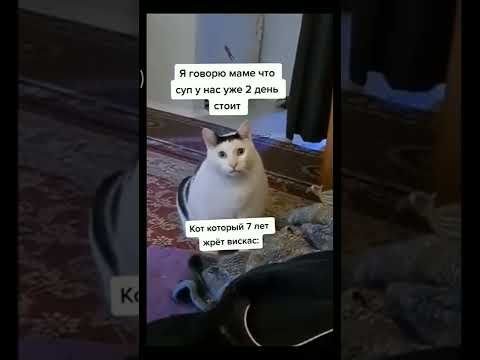 Кот Мем из тик тока
