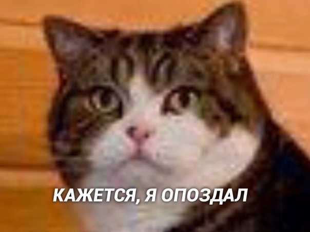 Котик опоздал