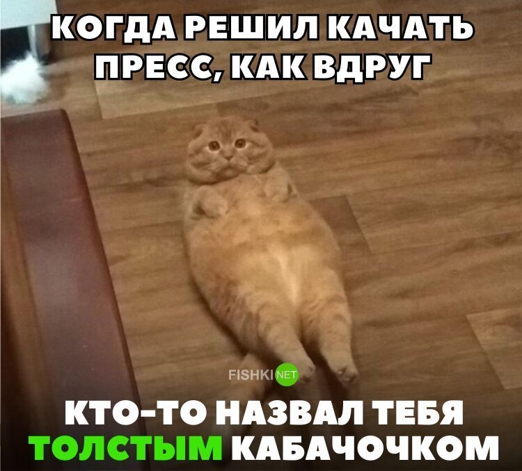 Котик качает пресс
