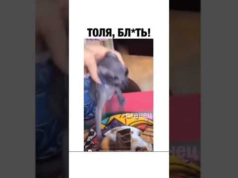 Кот Толя ворует торт