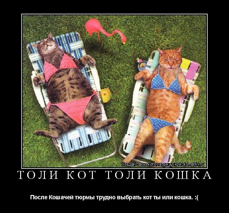 Толи собака толи кот