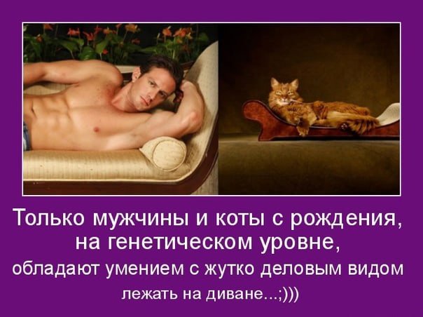 Только мужчины и коты с рождения на генетическом уровне