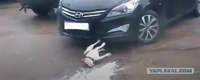 Кега взорвалась с собакой