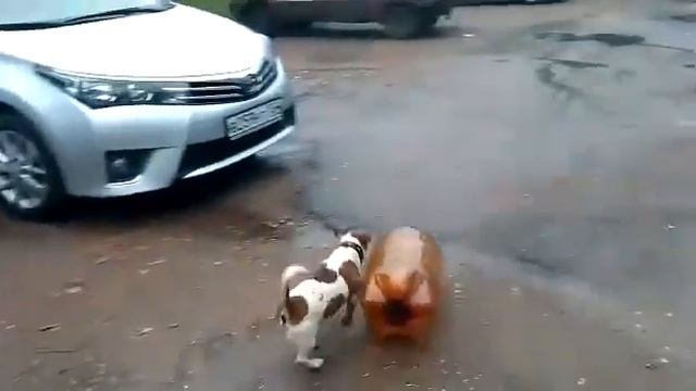 Гифка кега и собака взорвалась