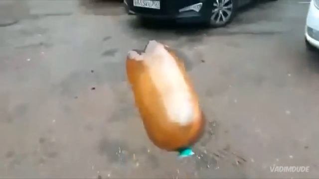 Собака и бутылка взорвалась