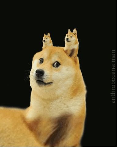 Сиба ину доги