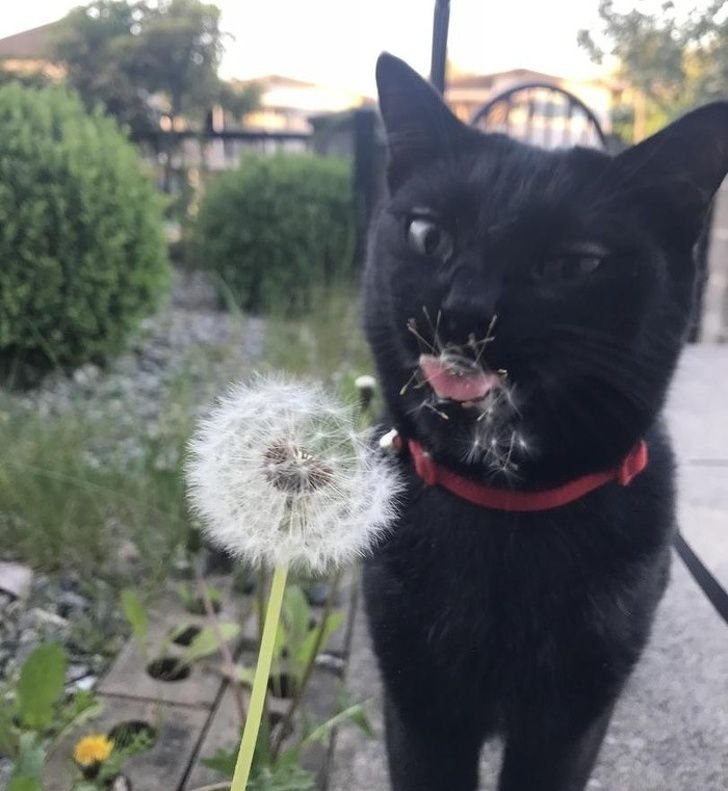 Кот с одуванчиком Мем