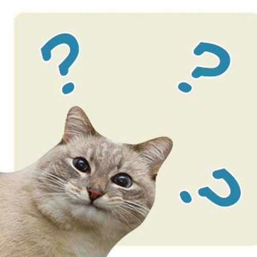 Котик с вопросом